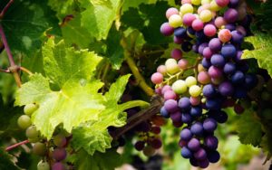wine-fundamentals-vineyard-part-1-ftr